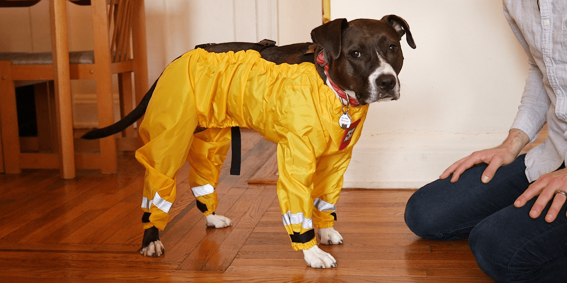 A Pair of Real Dog Pants Solve the Riddle of How a Dog Would Wear Them