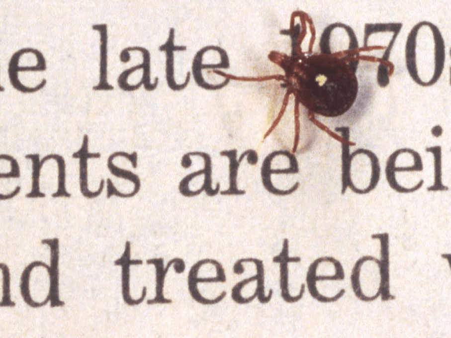 Lone Star tick spreading red meat alphagal allergy