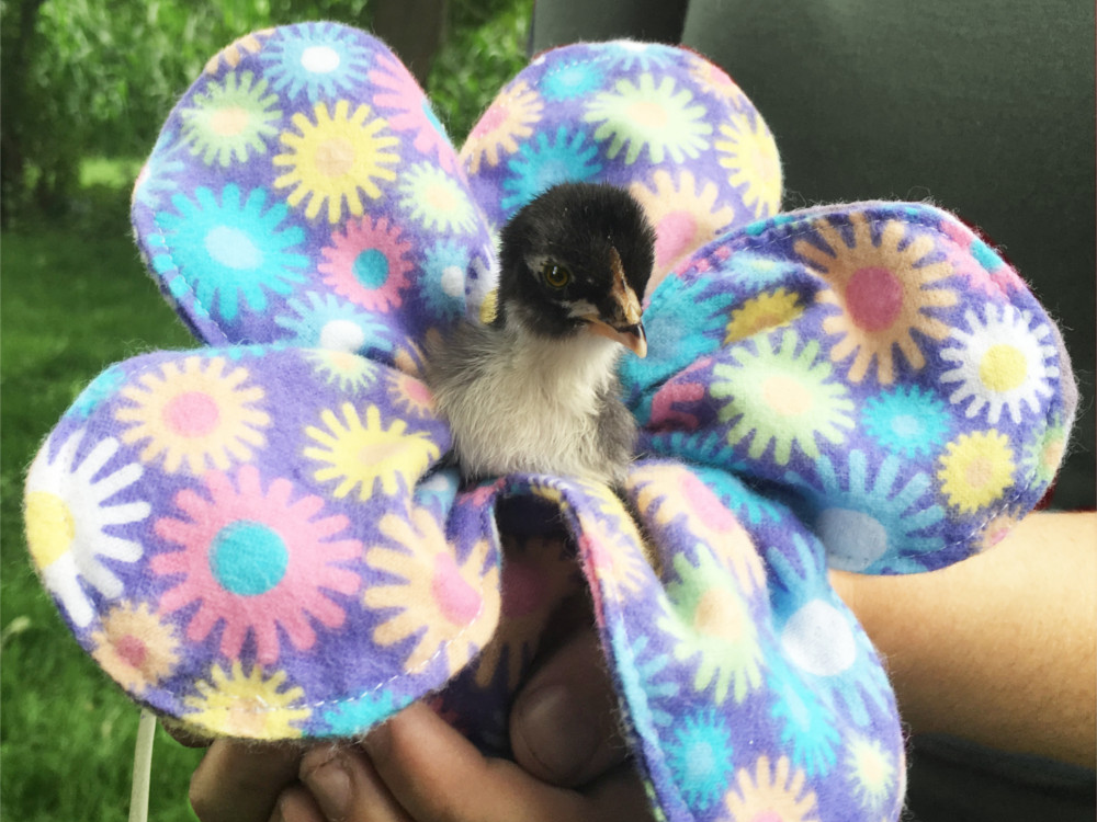 Woman Makes 50,000 a Year Making Fashionable Diapers for Chickens