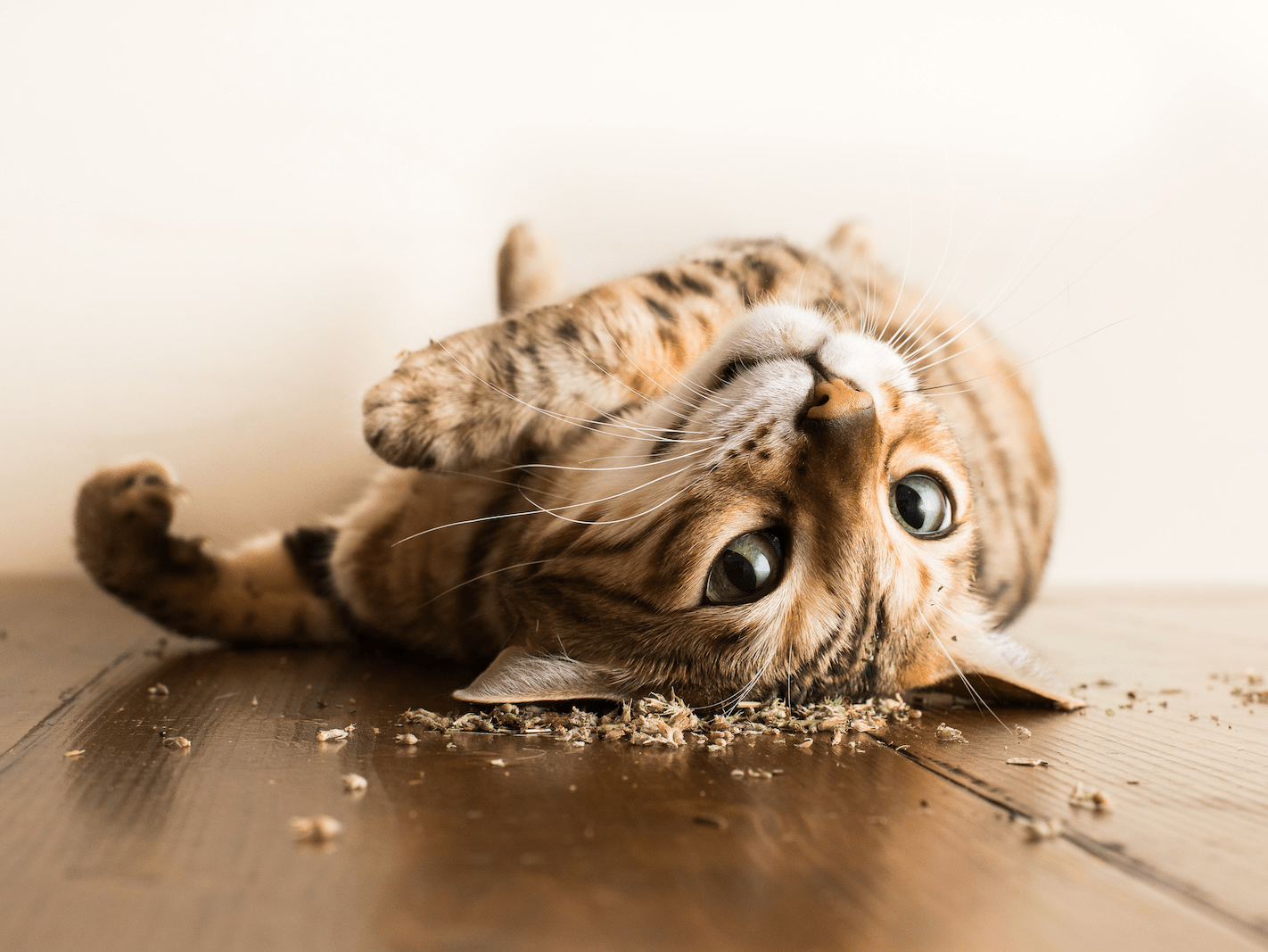 How To Get Your Cat To Eat Catnip