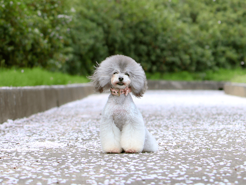 How Much Do Dog Bathers Make