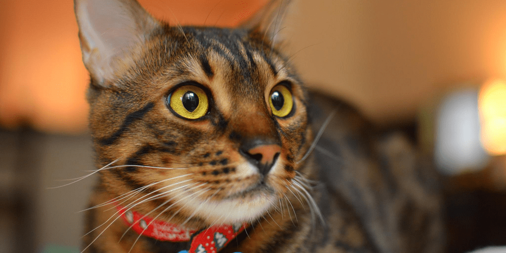 Common Pets Banned in the US