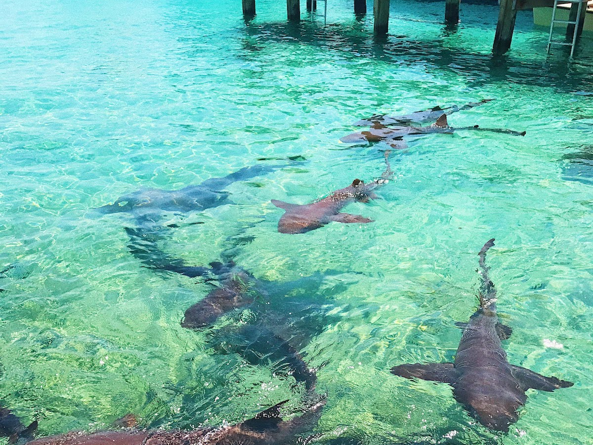 Nurse Shark Quotes