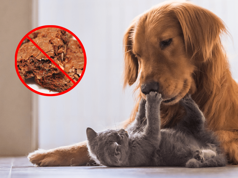 Foods You Shouldn’t Feed Your Cats and Dogs Business Insider