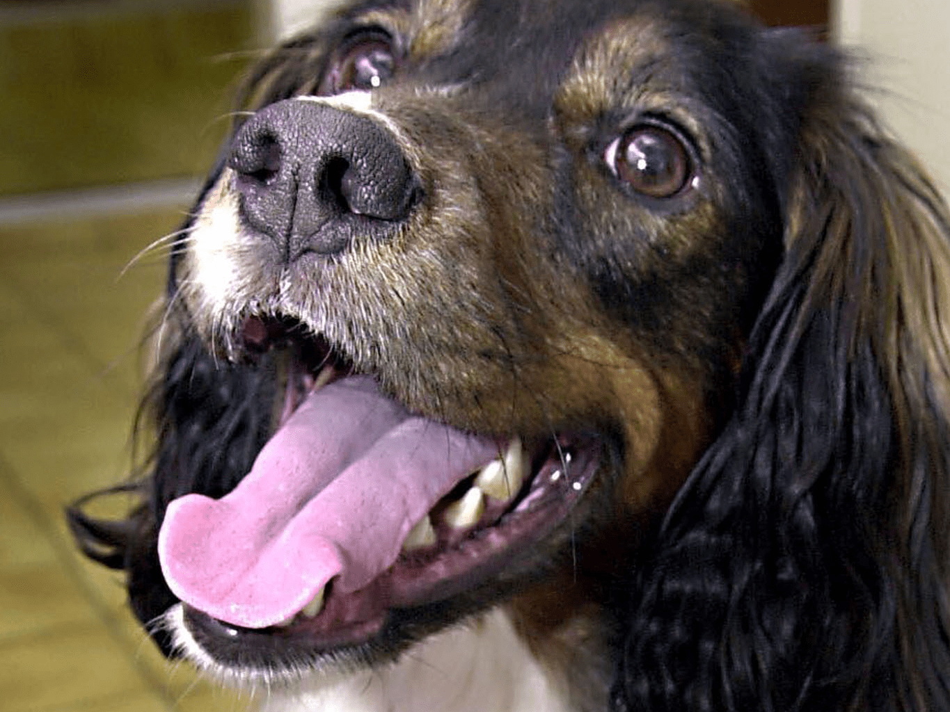 What Is Dog Lick Infection