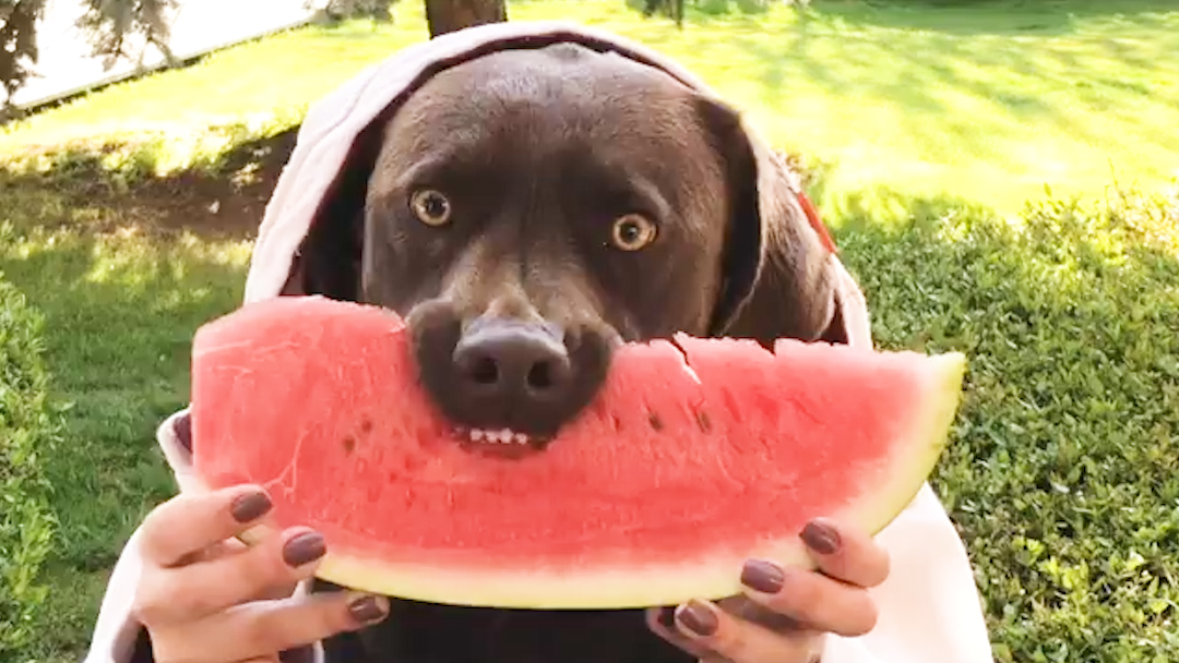 Melon Dog