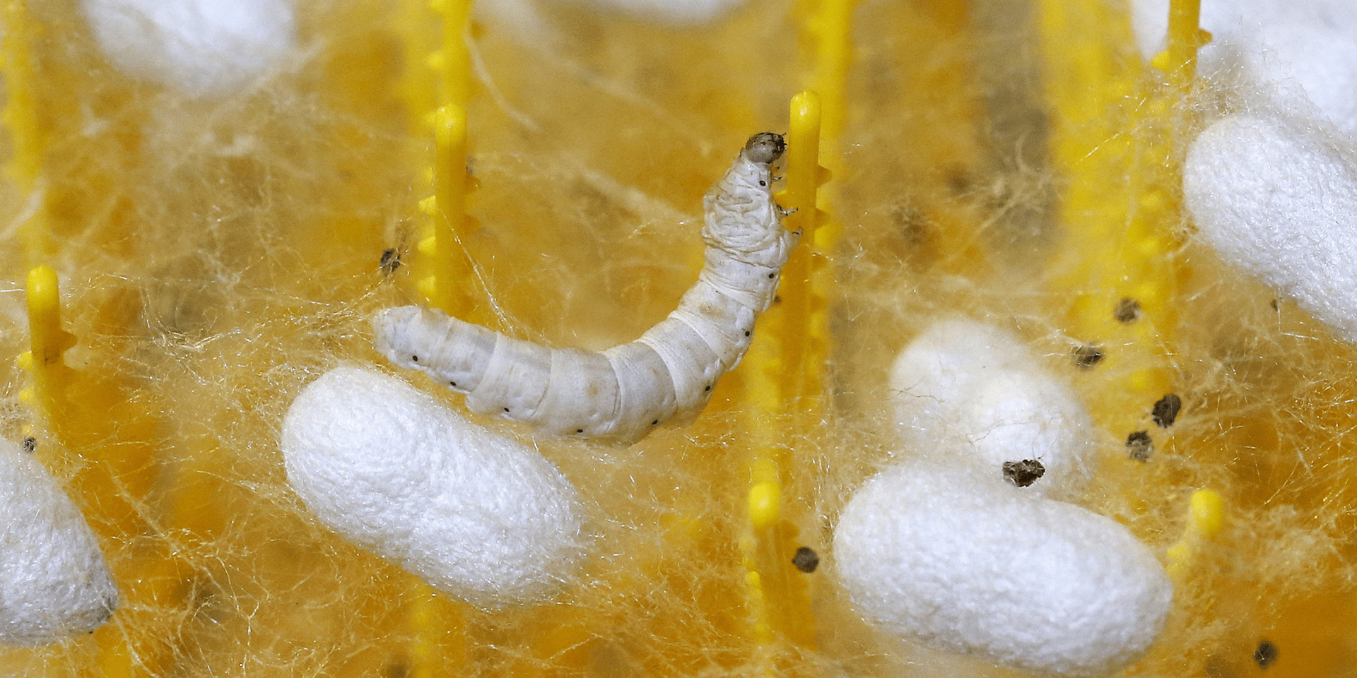 The Amount of Work That Goes Into Creating Silk Makes It so Expensive