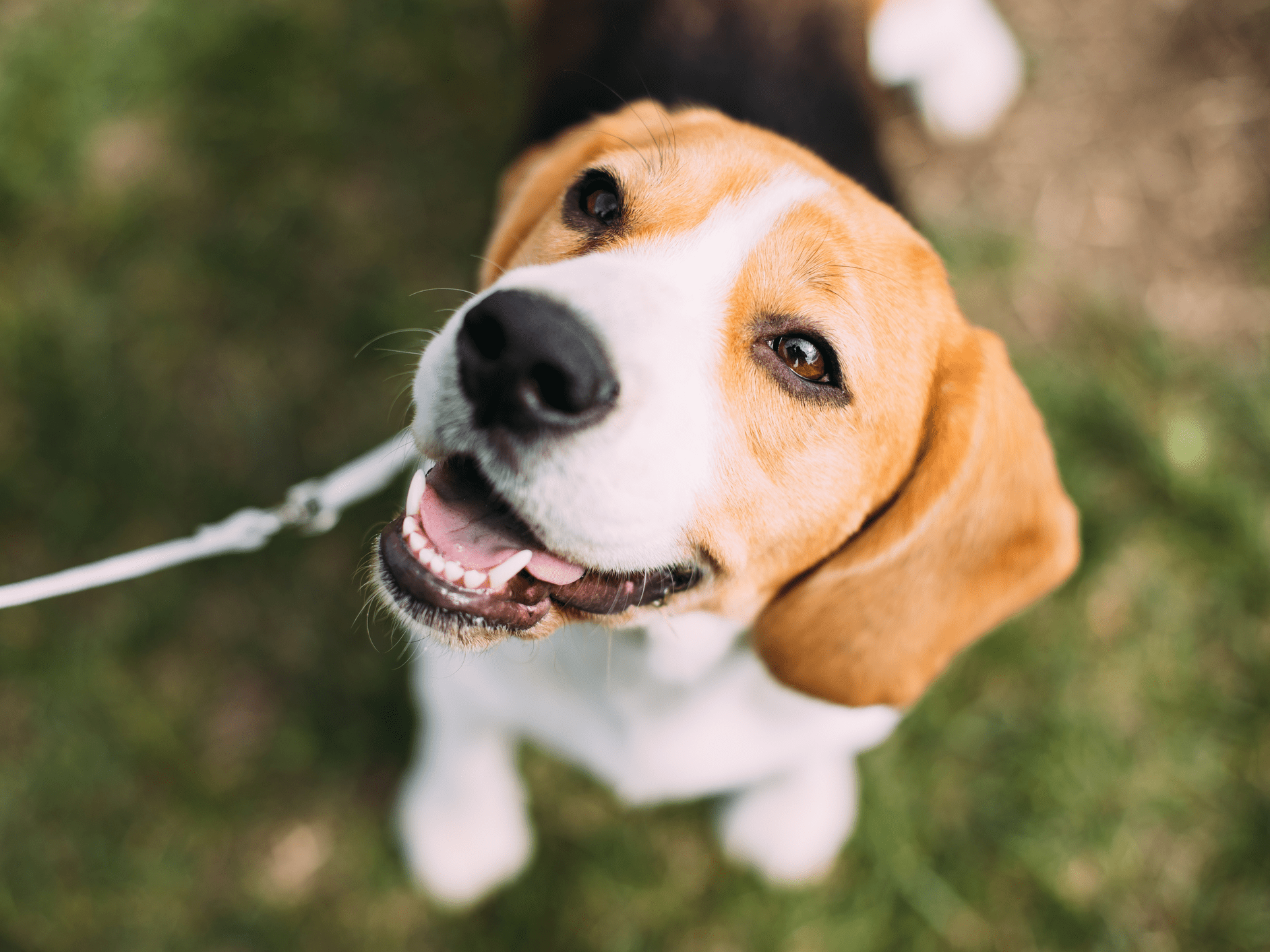 How to ReHome Your Dog Safely