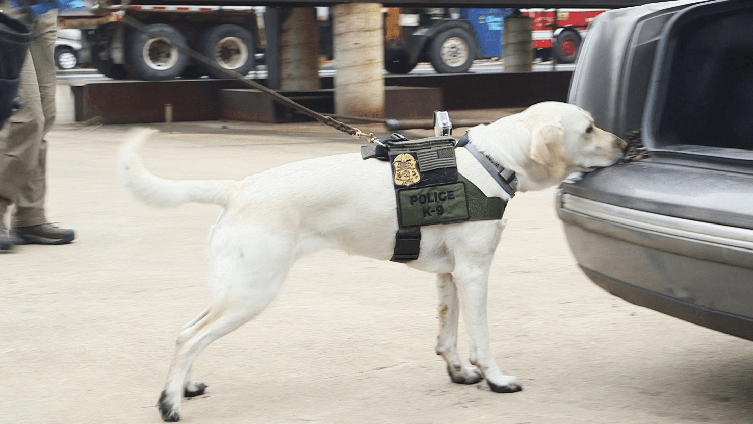 What Do K9 Dogs Sniff For