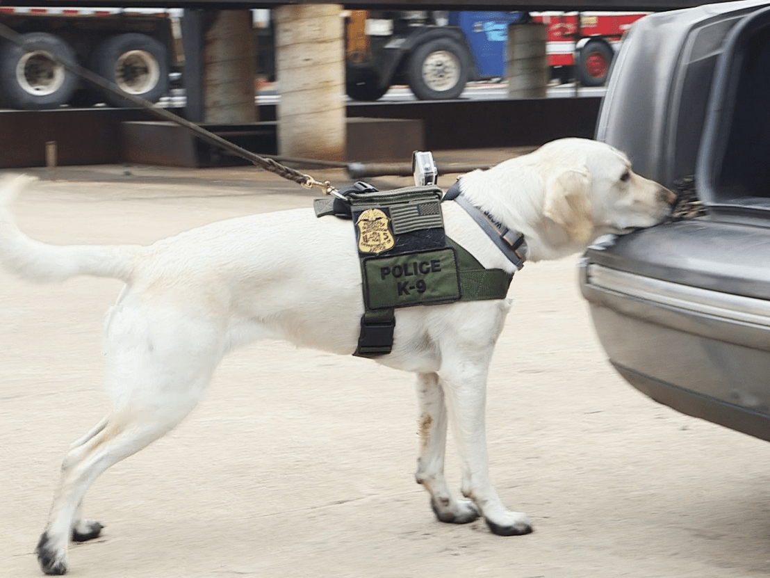 Can Police Bring Dogs Sniff Your Car