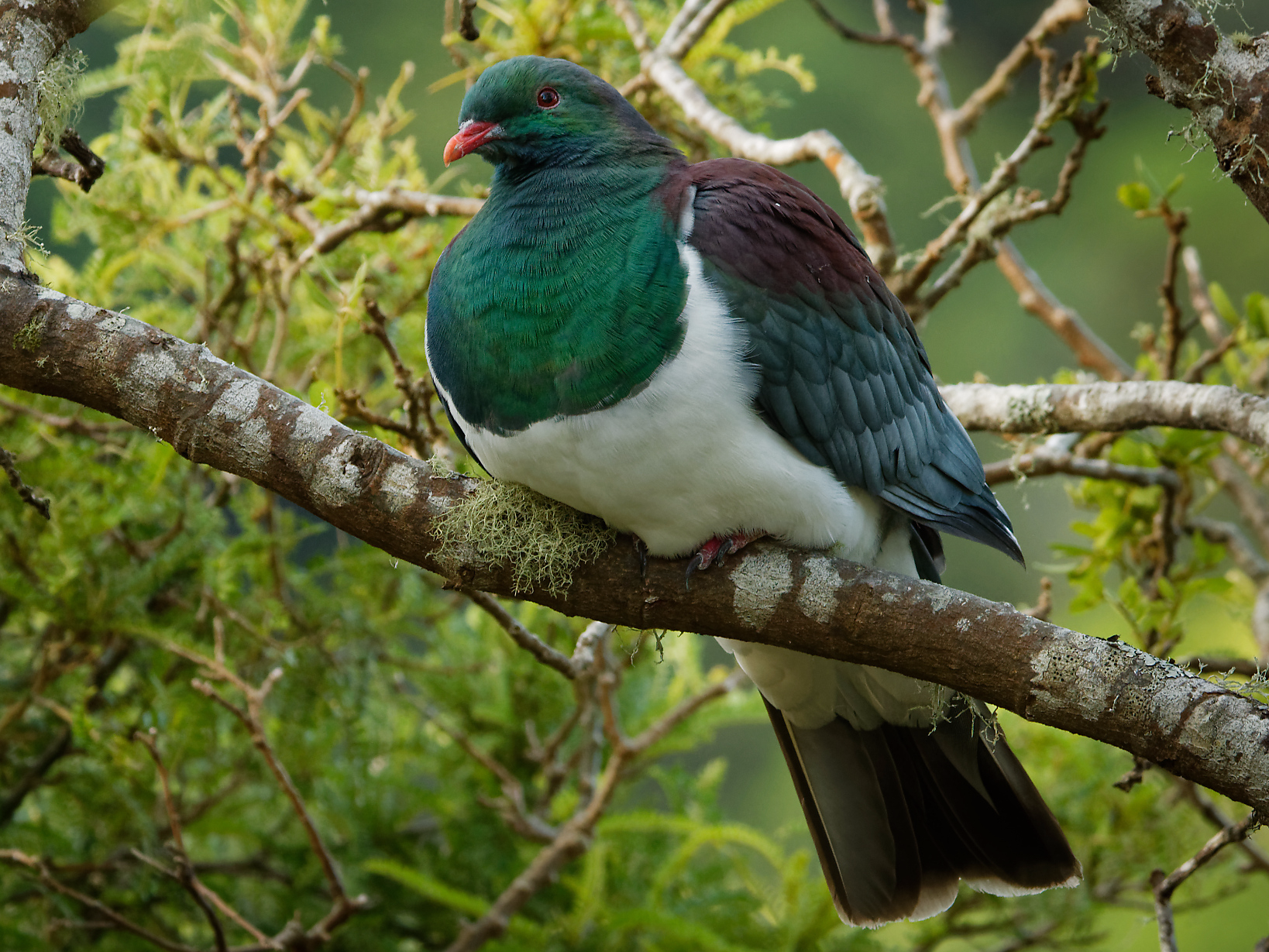 A Drunk Pigeon Has Been Named New Zealand's Bird of the Year
