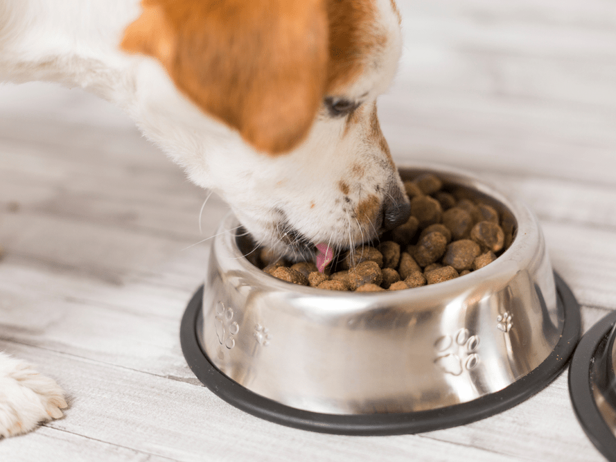 What to Know About Your Pet's Food