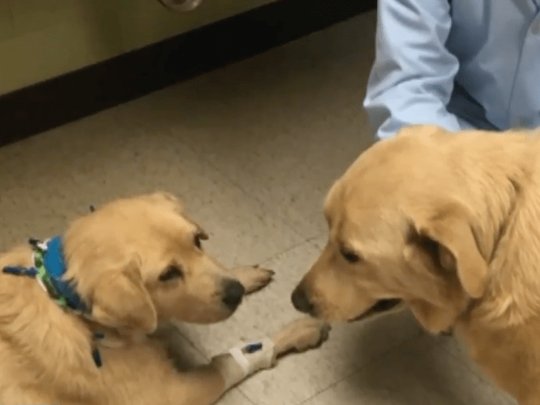 Dog Receives Kidney Donation From One of Her Puppies