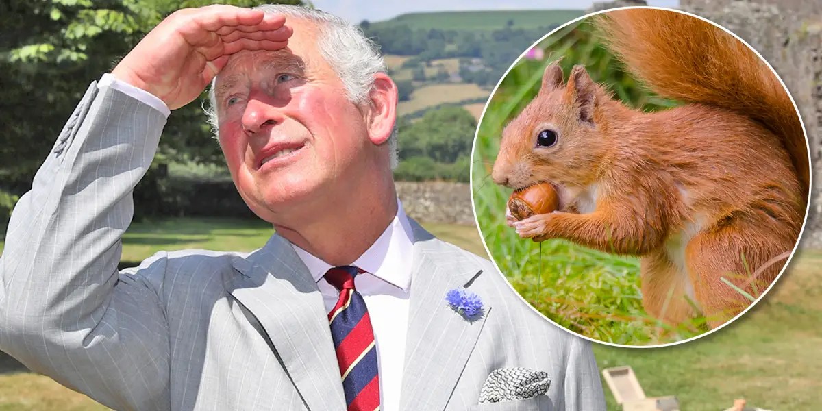Prince Charles Names Squirrels and Lets Them Into His Home Business