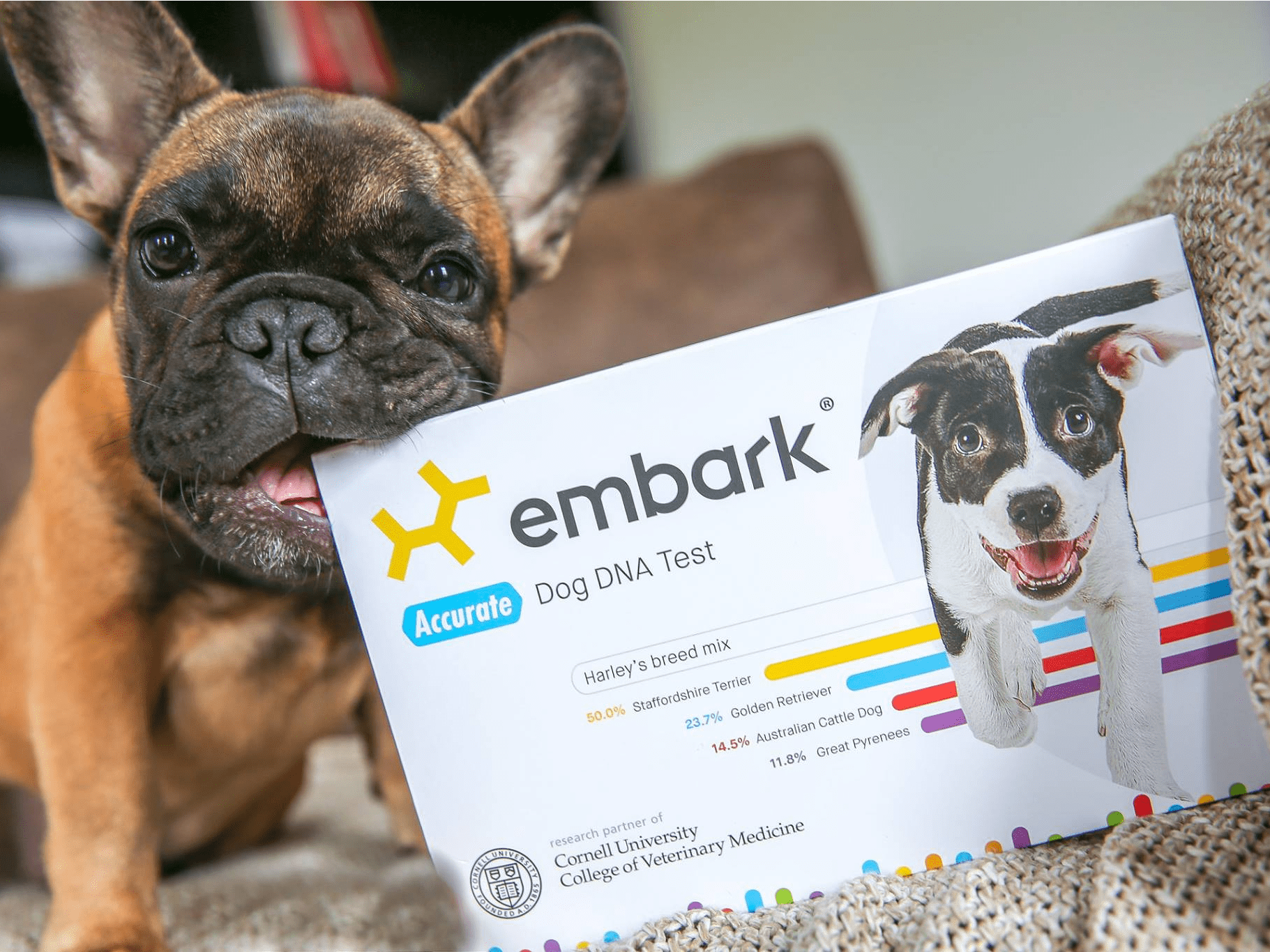 This dog DNA test helped me figure out what breed my