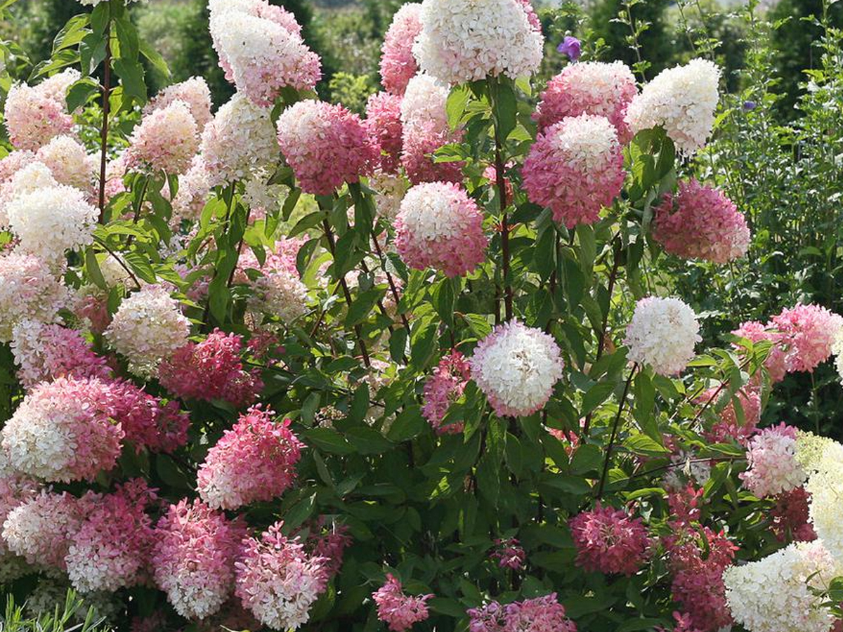 Best Plants for a First Garden in 2021