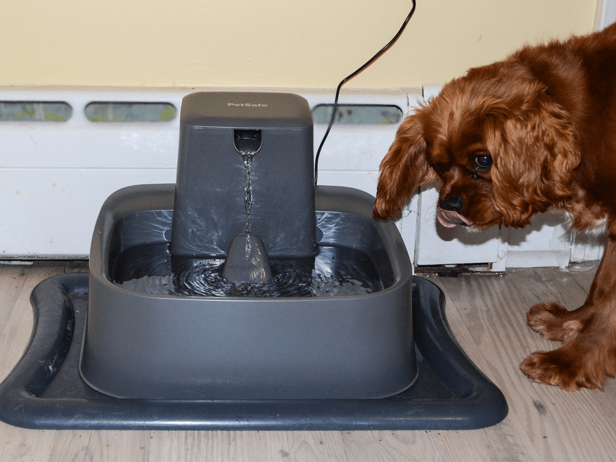 Drinkwell 2Gallon Pet Fountain review great for homes with multiple pets