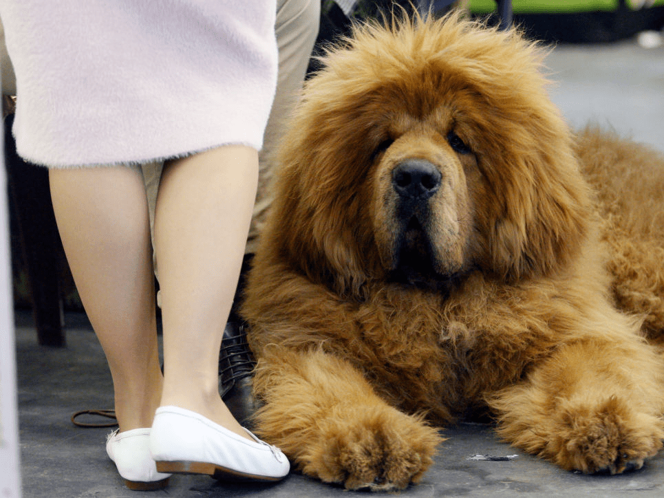 Biggest Puppy Biggest Dog