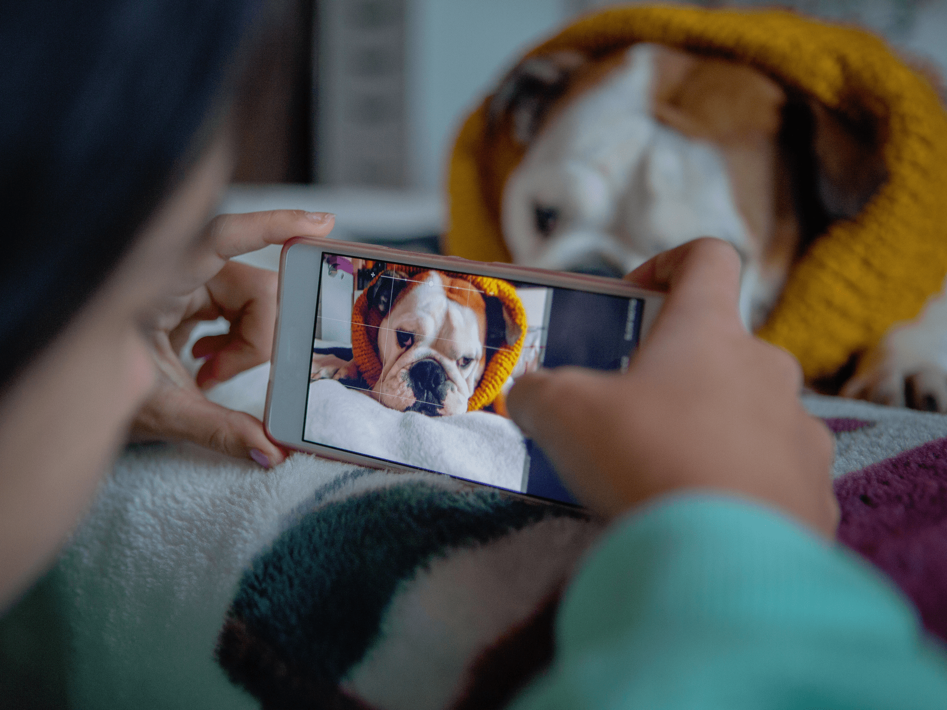 How Much Do Dog Instagrams Make