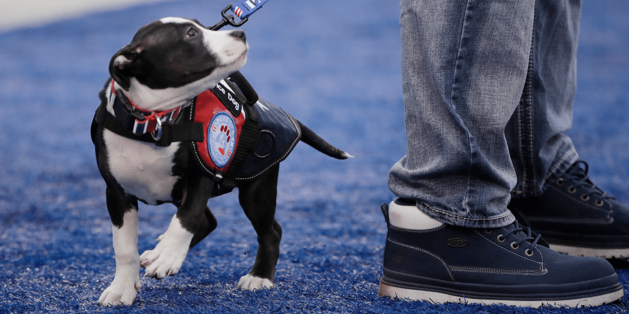 Are Emotional Support Dogs Allowed In Grocery Stores
