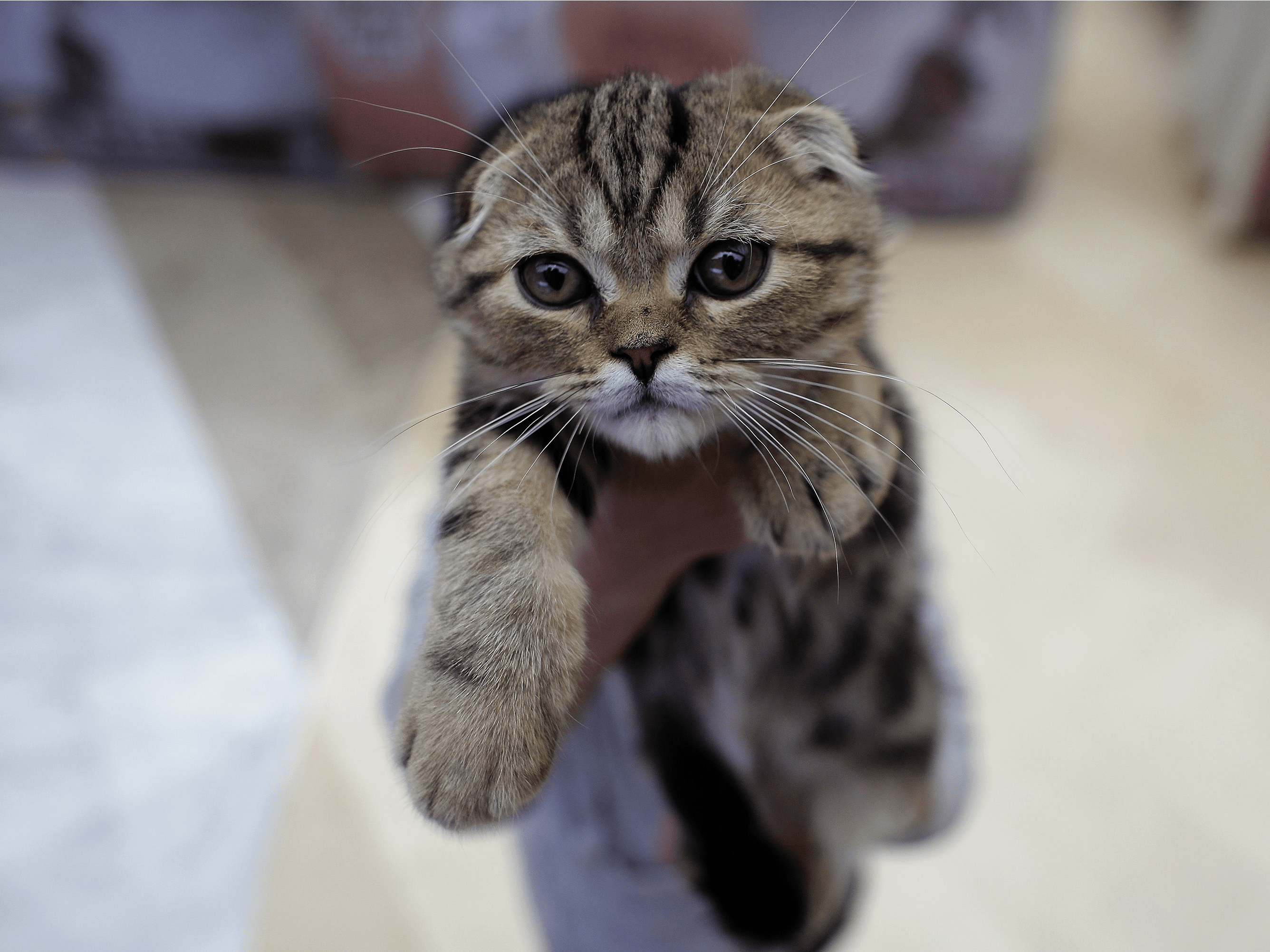 A Woman Developed GuillainBarré Syndrome After Petting a Stray Cat