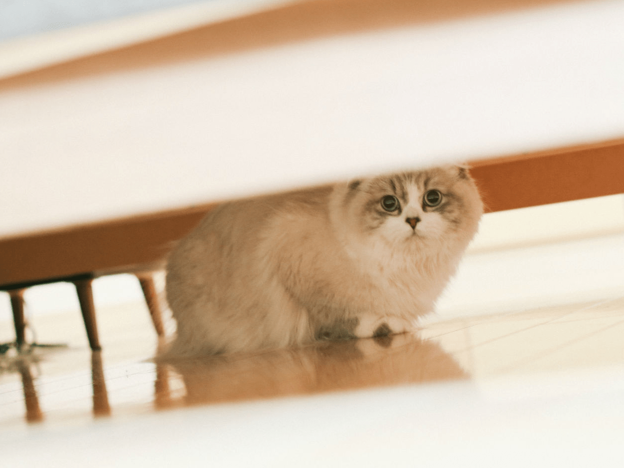 Can Cats Sense Illness In Dogs