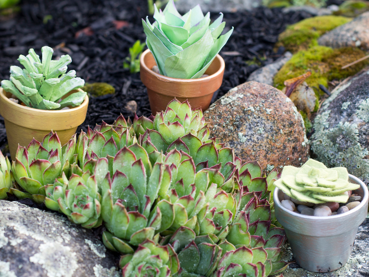 Costco Sells Cheap House Plants, Capitalizes on Millennial Craze