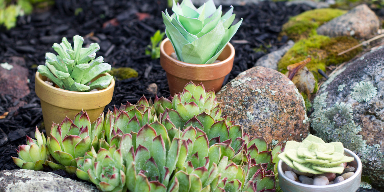 Costco Sells Cheap House Plants, Capitalizes on Millennial Craze