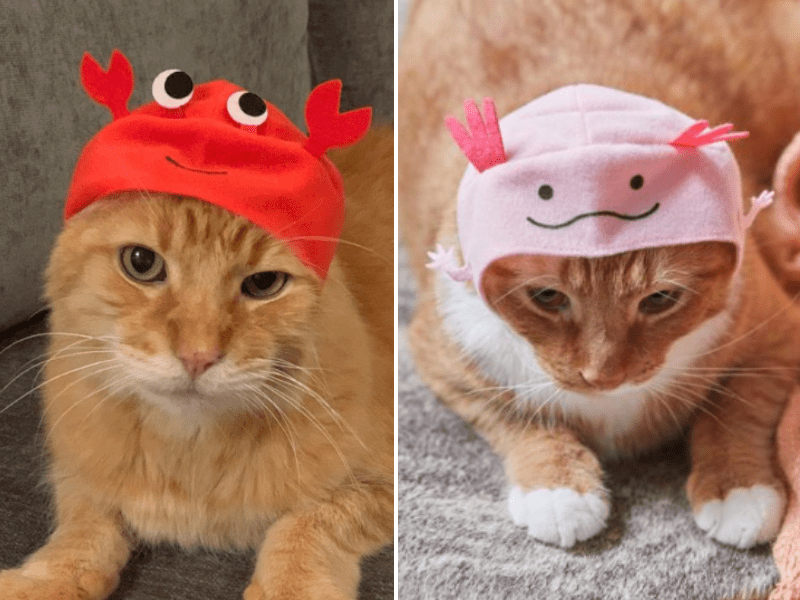 Urban Outfitters is now selling hats for your cat