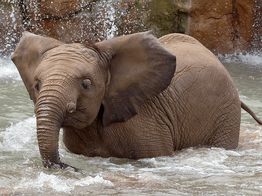 Two Young Elephants at the Indianapolis Zoo Die a Week Apart Business