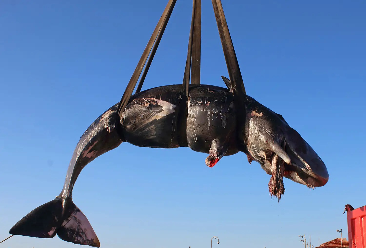 Pregnant Sperm Whale Found Dead With 48 Pounds of Plastic in Its Belly