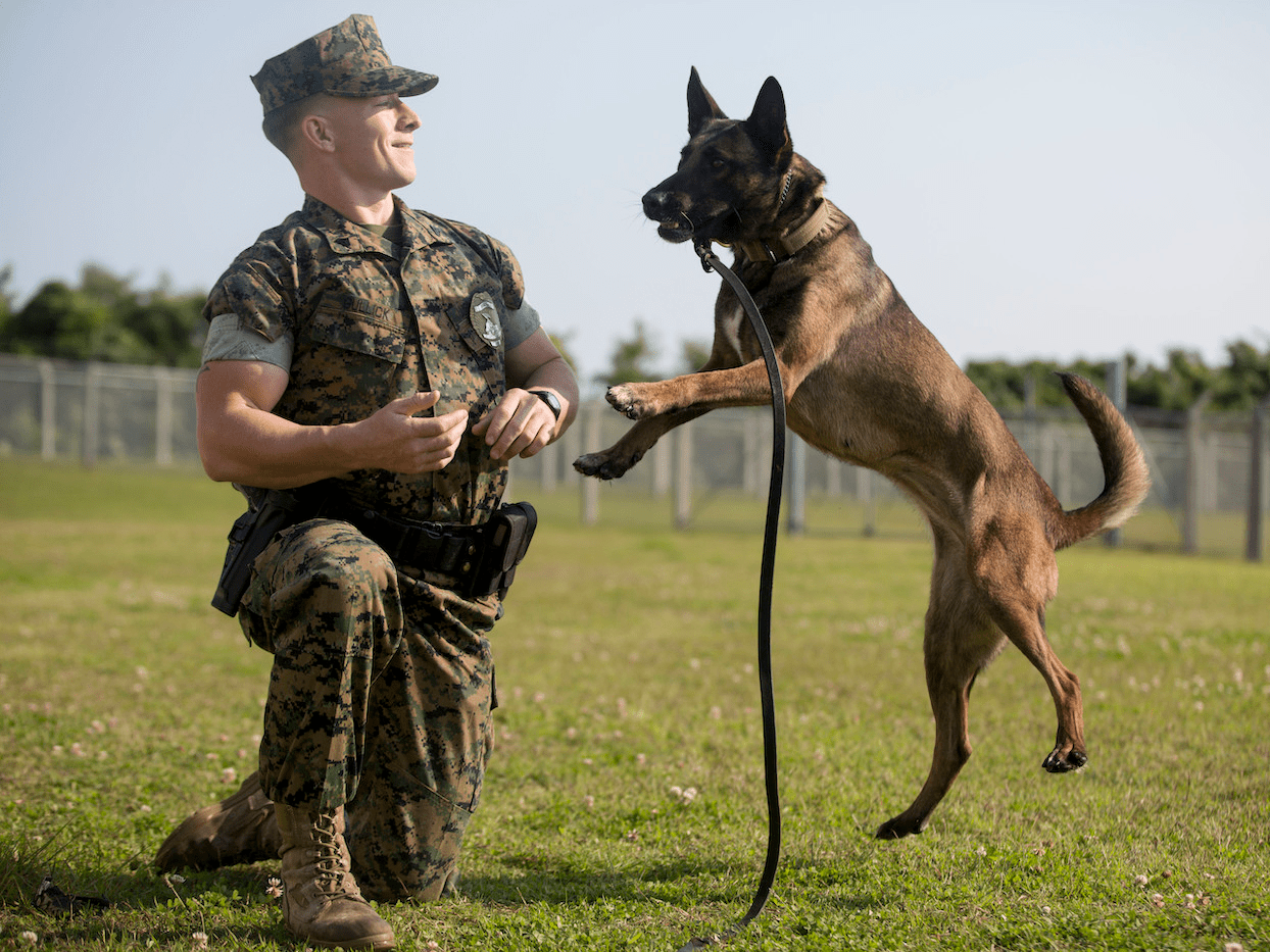 JBSA Lackland K9 Not ubicaciondepersonas.cdmx.gob.mx