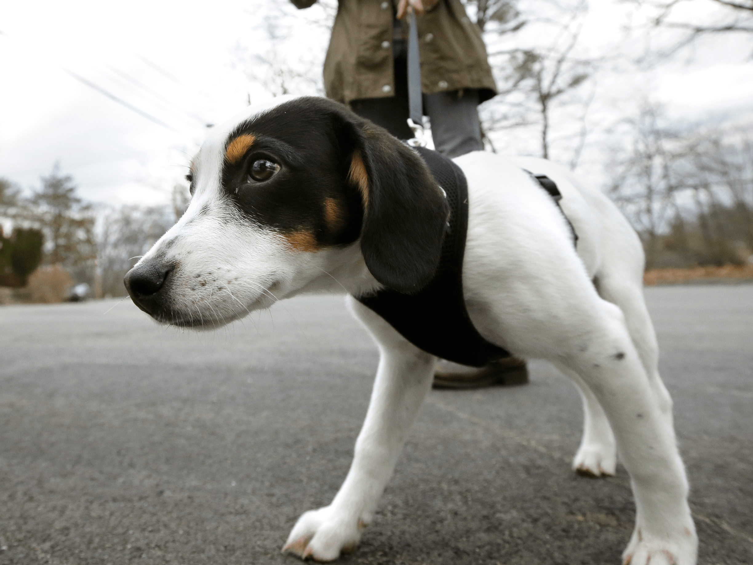 How dogs can smell epileptic seizures before they happen LaptrinhX / News