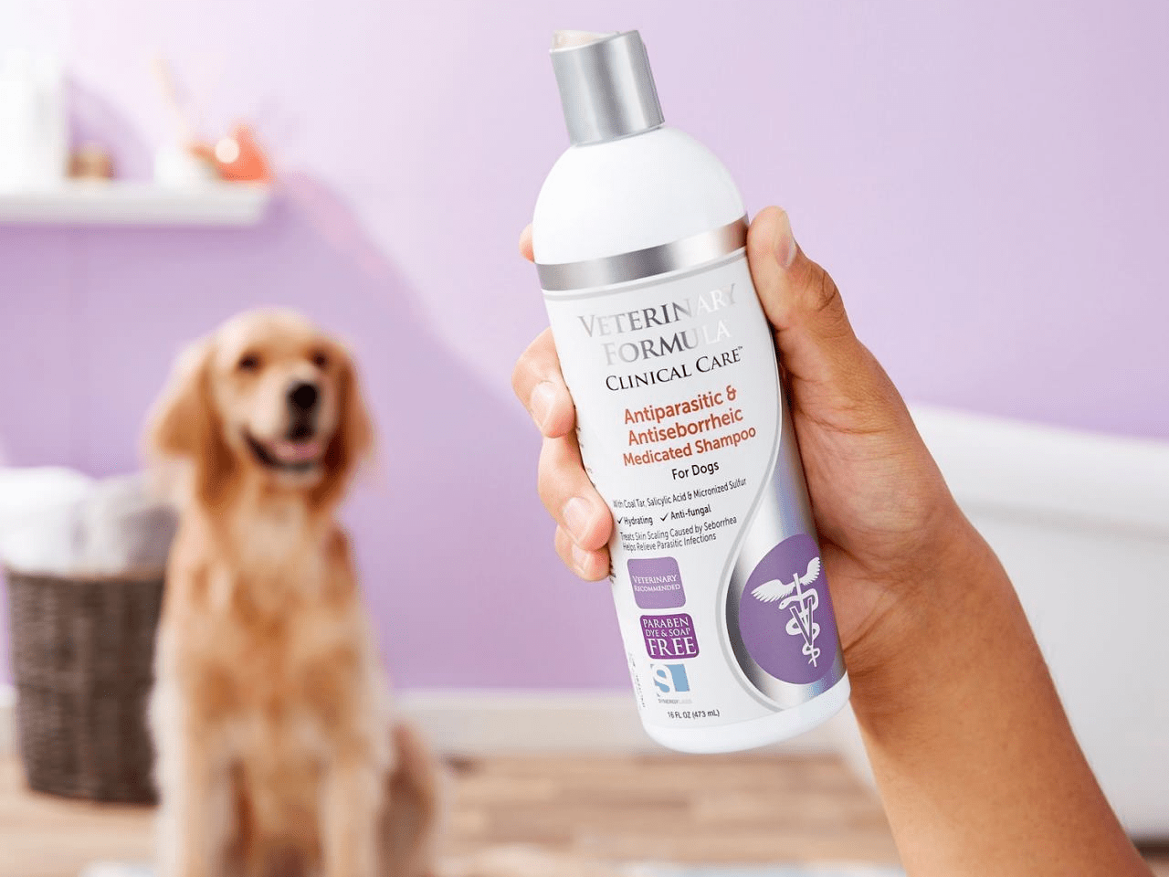 The 5 best medicated shampoos for dogs in 2021, for dandruff, mange