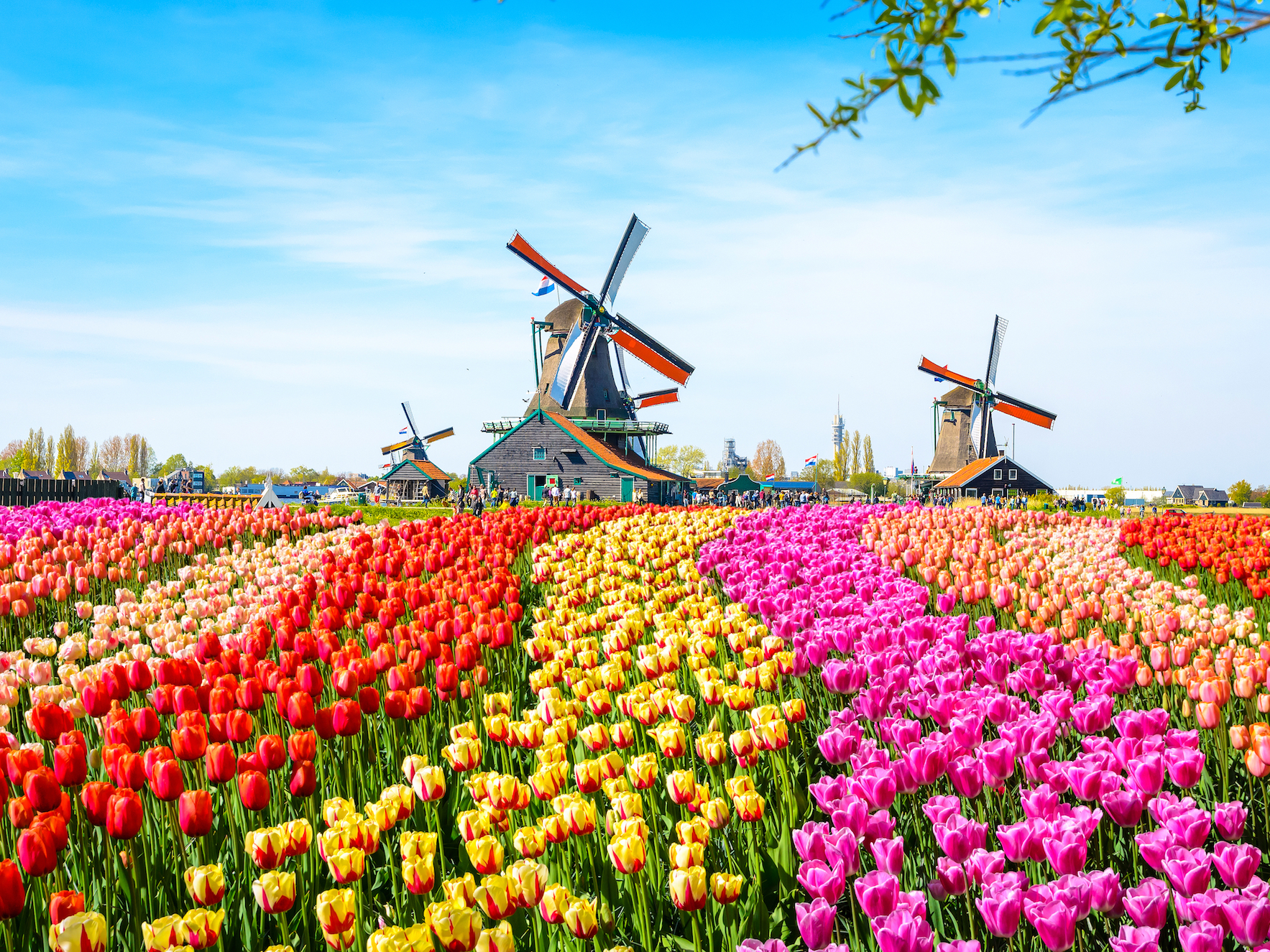 People Are Destroying Dutch Tulip Fields to Get Instagram Photos