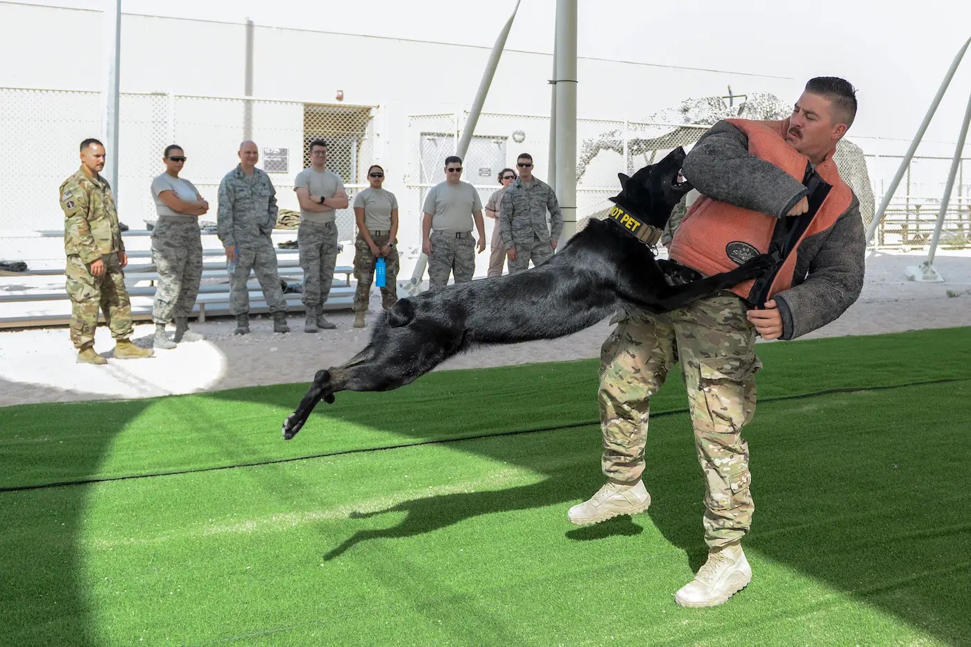 What Are Military Dogs Trained For