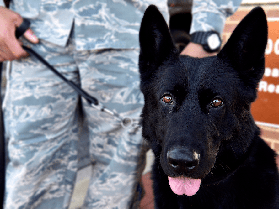 What Are The Best Trained Dogs
