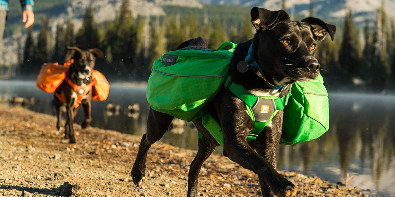 Hiking gear for dogs under 100 dog safety gear on Amazon Prime