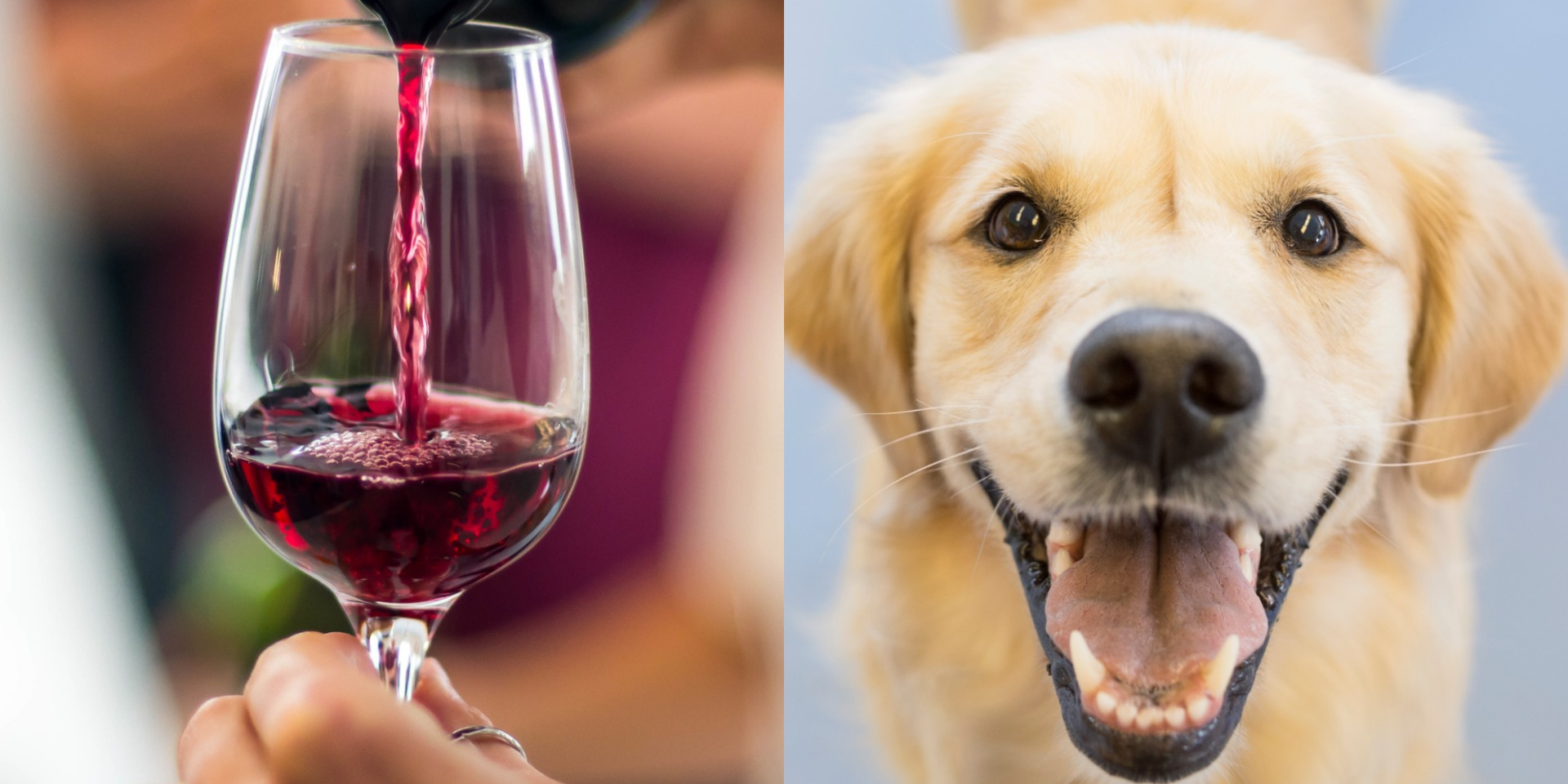 Texas Movie Theater Allows Dogs, Offers Bottomless Wine for 15