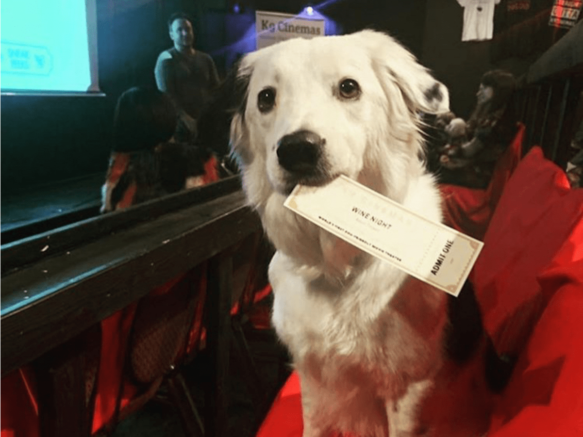 Texas Movie Theater Allows Dogs, Offers Bottomless Wine for 15