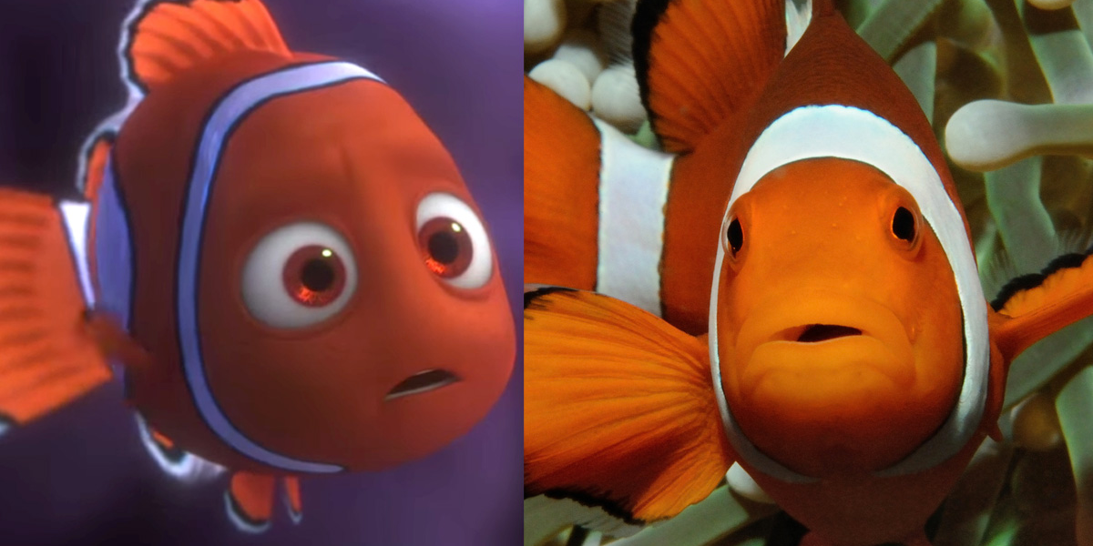 Facts in 'Finding Nemo' That Are Scientifically Accurate Business Insider