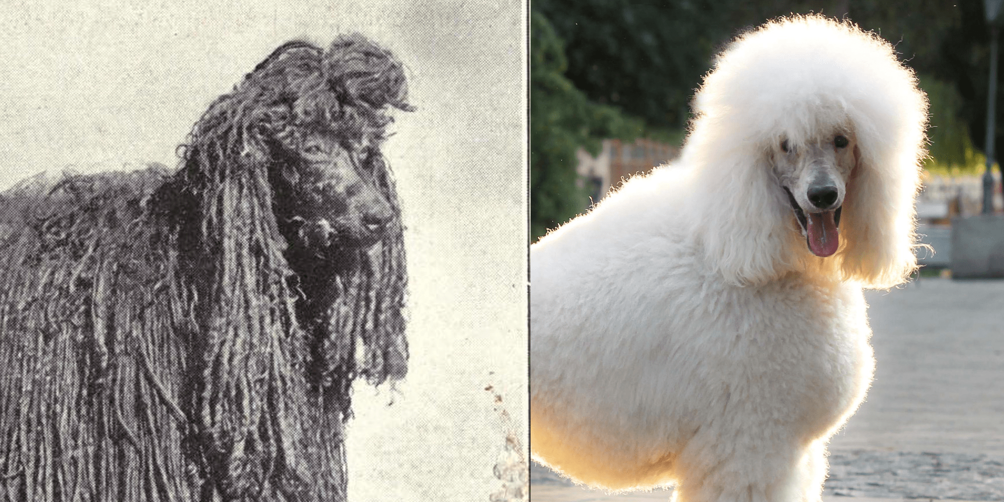 How Popular Dog Breeds Have Changed Over 100 Years Business Insider