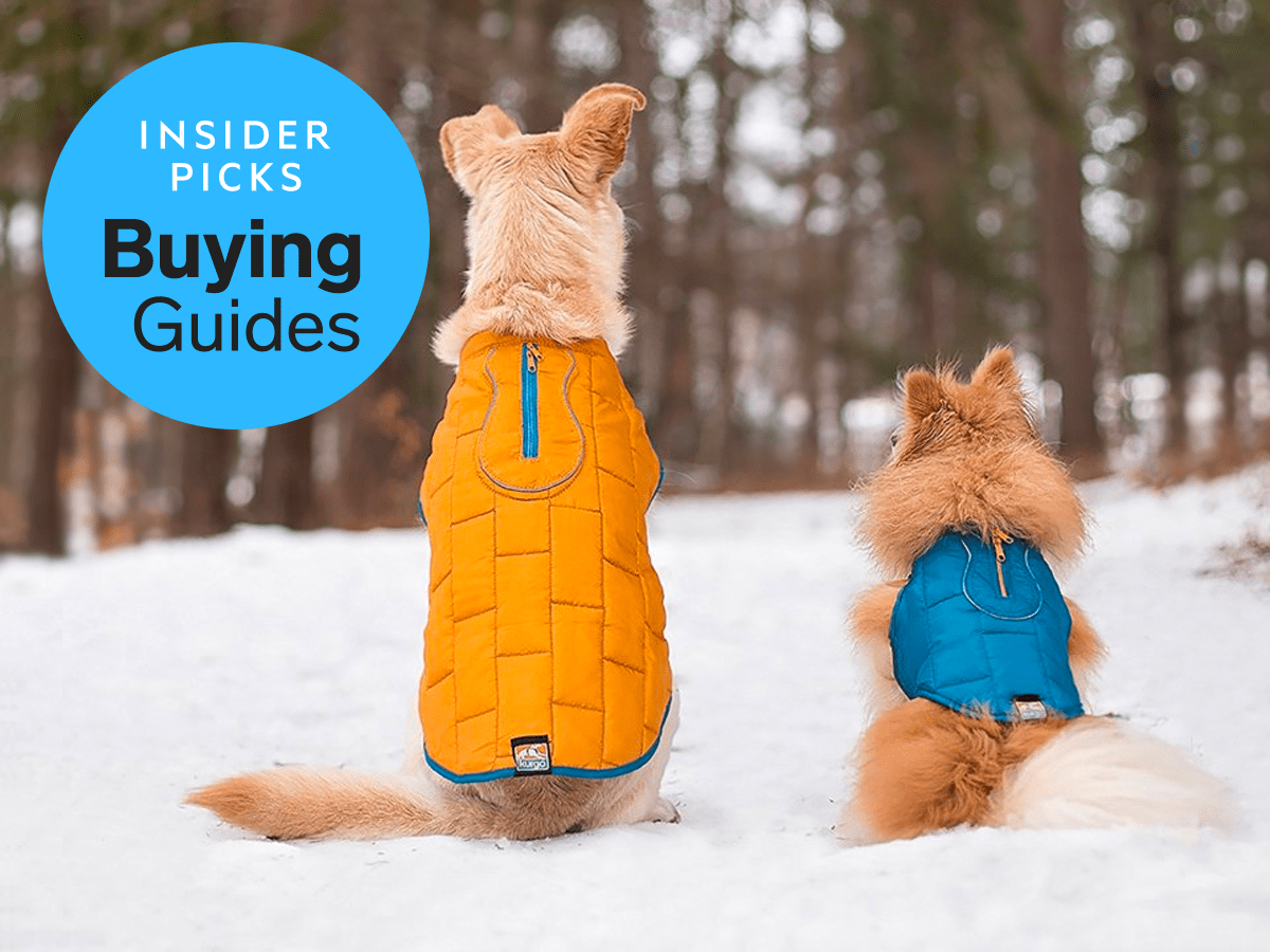 The Best Gear to Keep Your Dog Warm on Cold Winter Walks