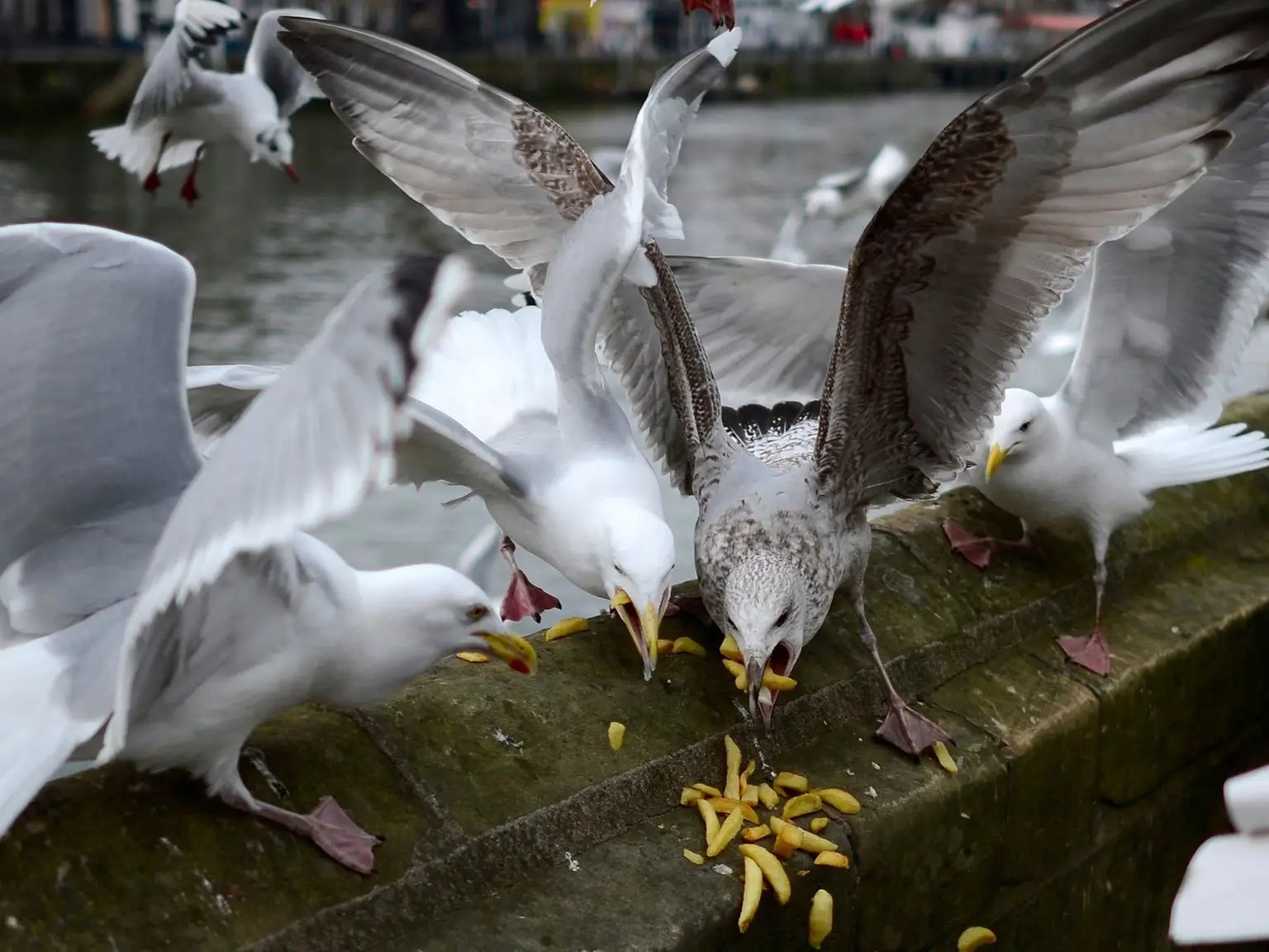 Why Do Dogs Kill Birds