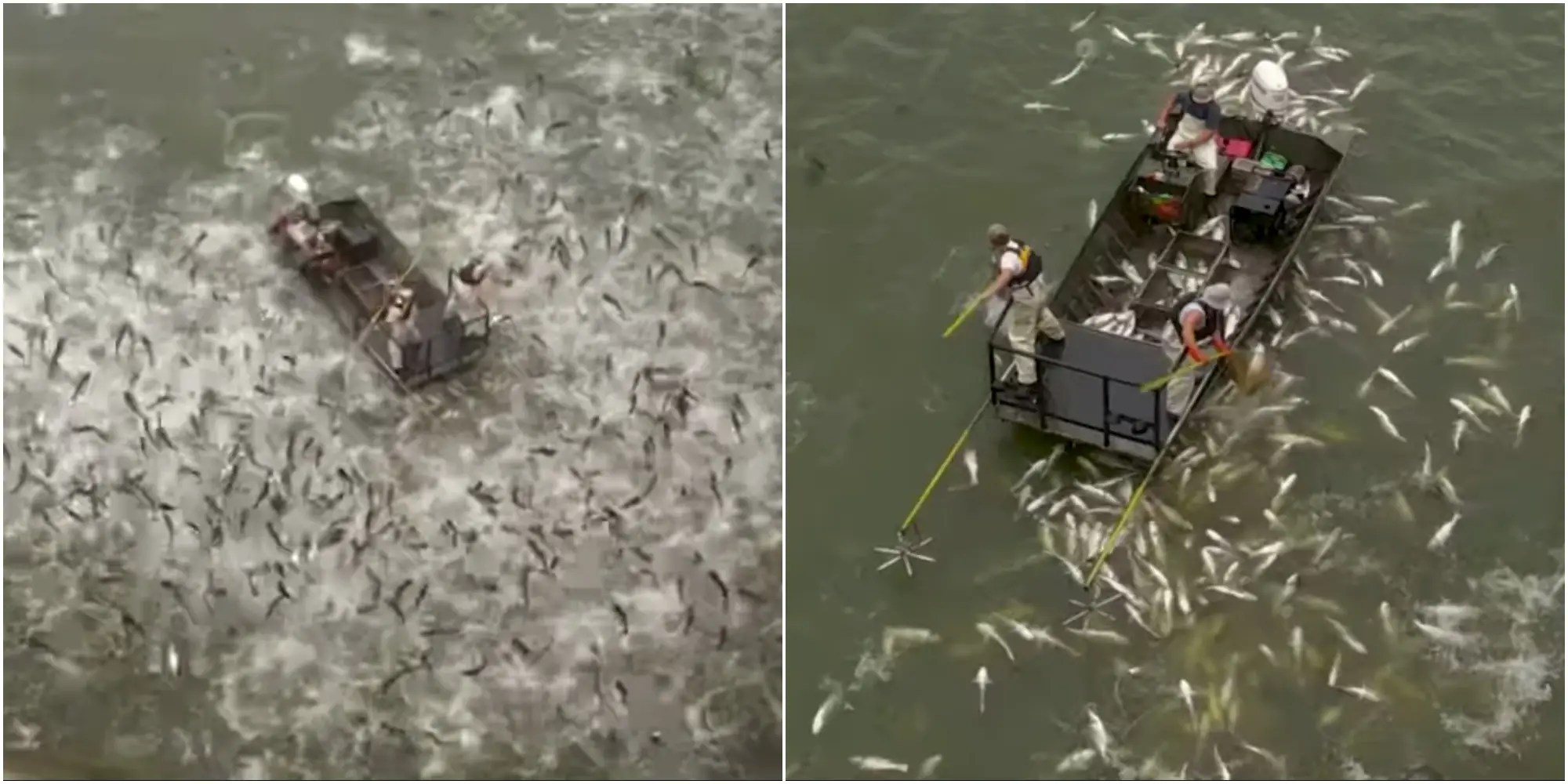 Video Shows Hundreds of Asian Carp Jumping Out of the Water Business