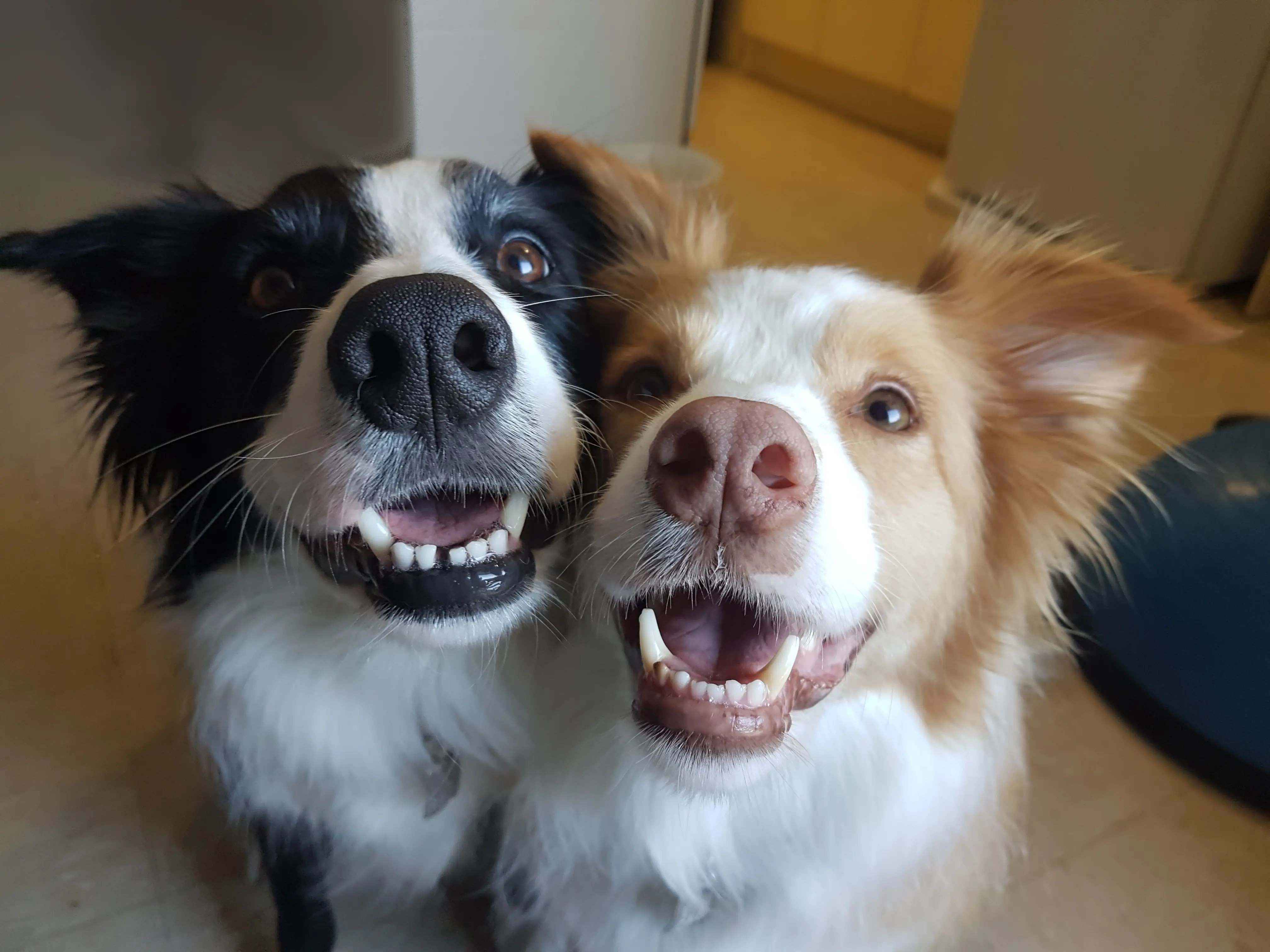 Is Having Two SameSex Dogs Good For Your Pack?