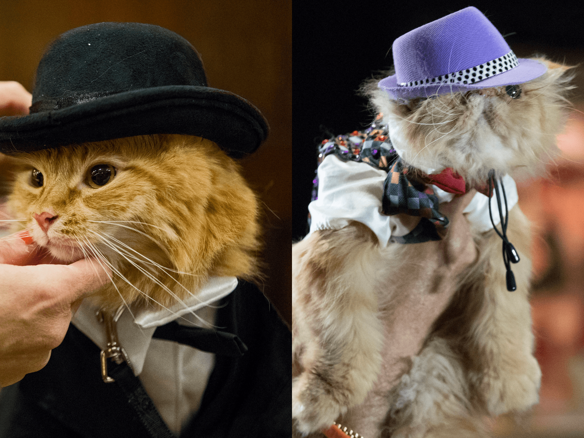 The Algonquin Hotel's Feline Fashion Show Celebrates Its Cat Business