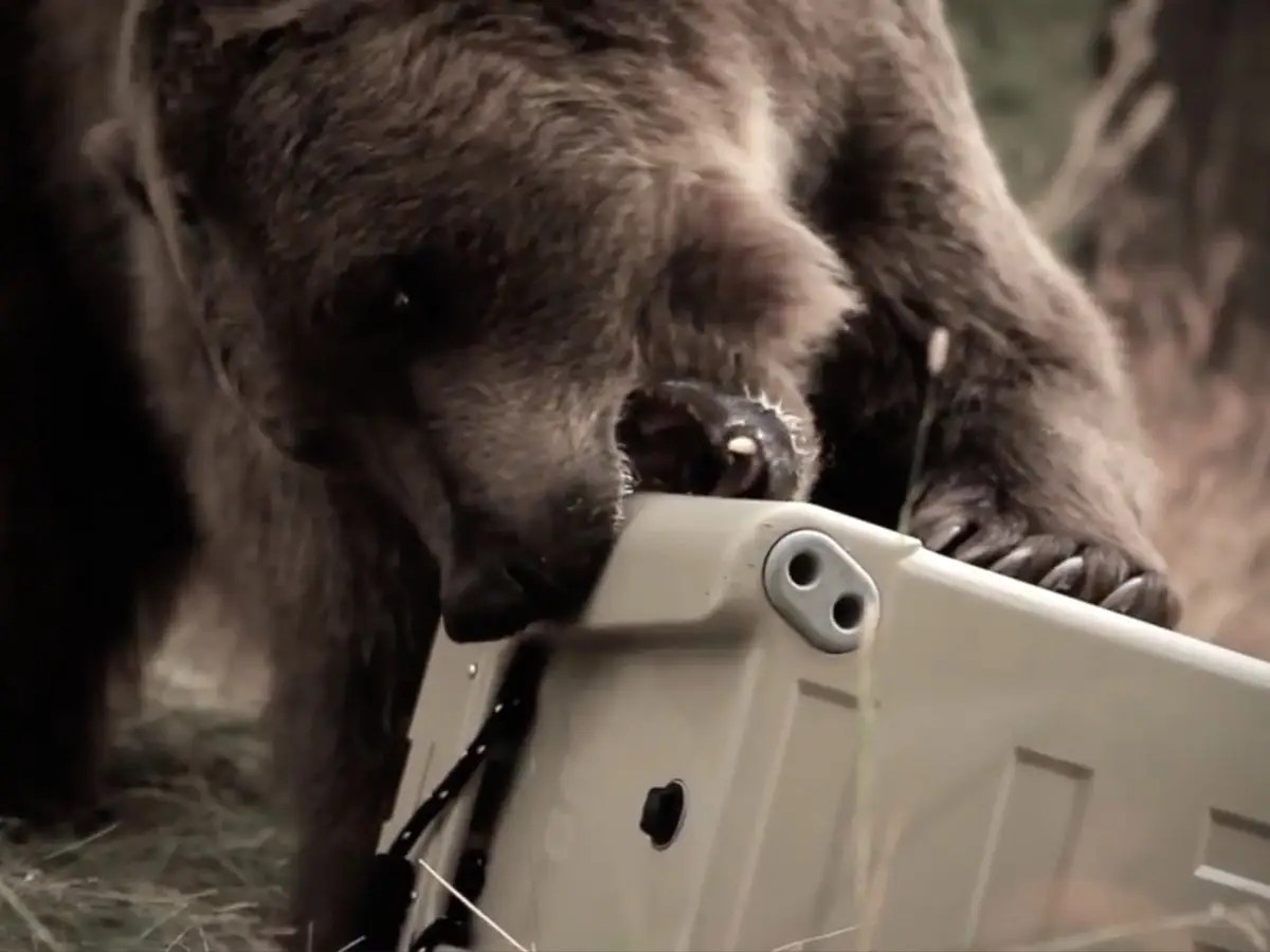 Bear Proof Ice Chest