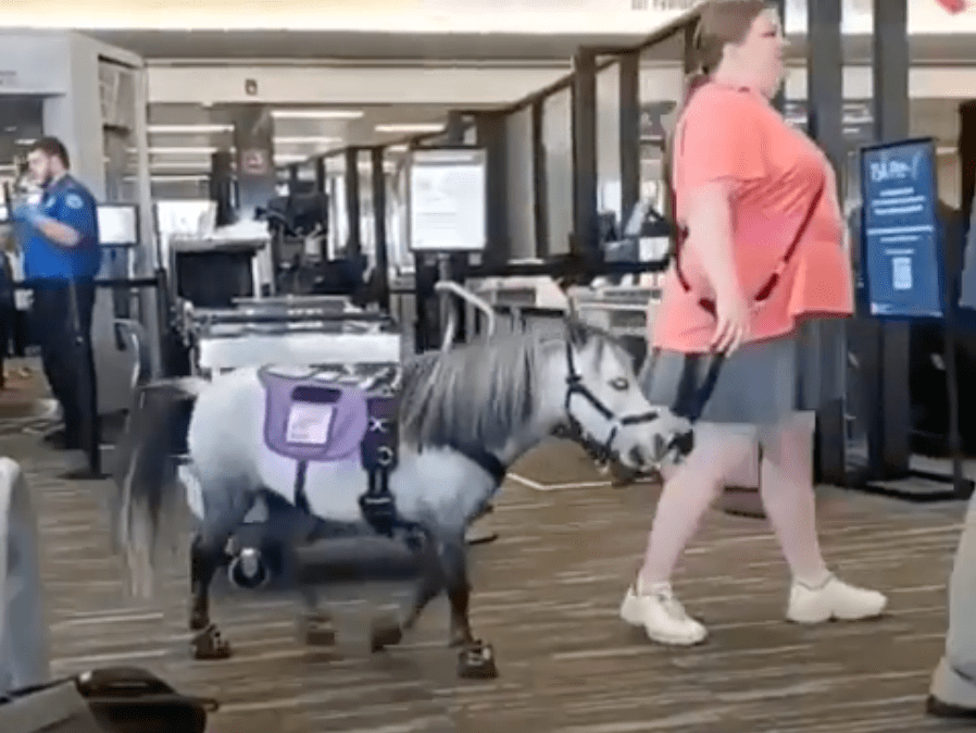 American Airlines Passenger Flies With MiniHorse As Service Animal