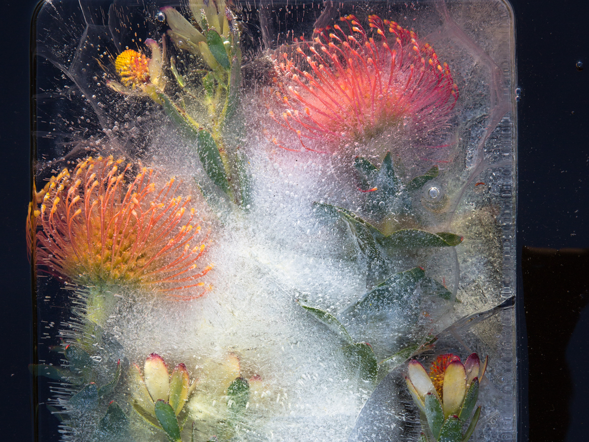 A Photographer Captures Stunning Photos of Flowers Frozen in Ice